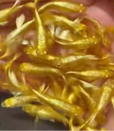 他晒自家孔雀鱼“金铄铄”身价非凡 众人一看:名副其实的金鱼