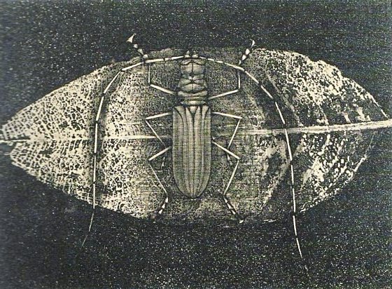 吴伟才/加山又造──昆虫·山海·裸女