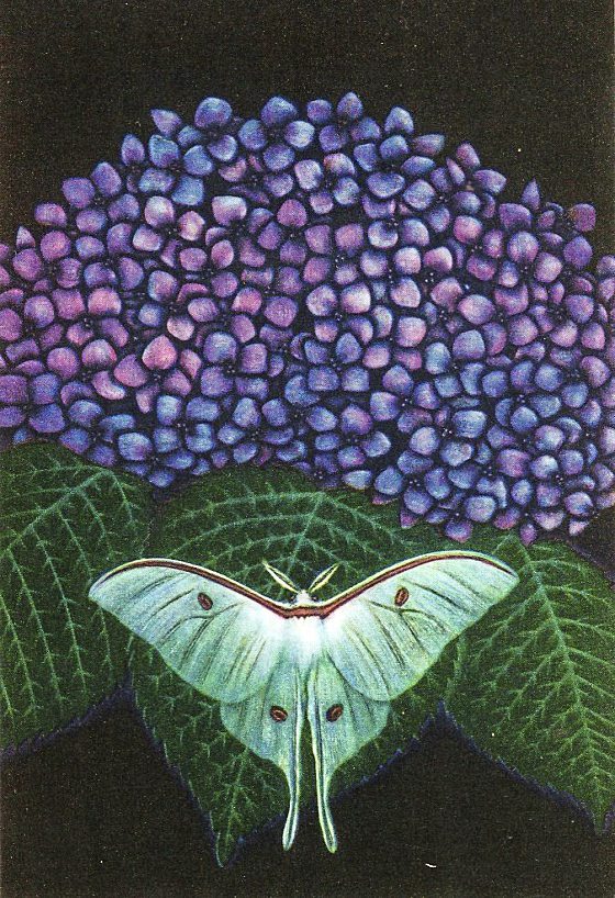 吴伟才/加山又造──昆虫·山海·裸女