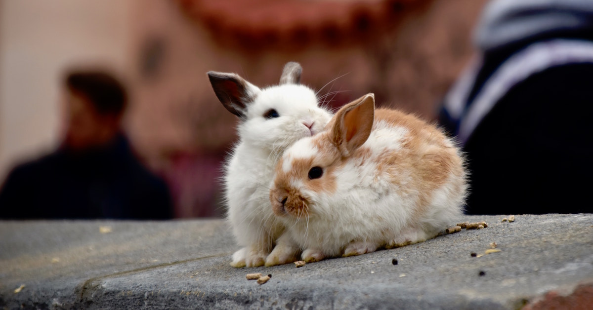 图说─德国人说你是老兔子