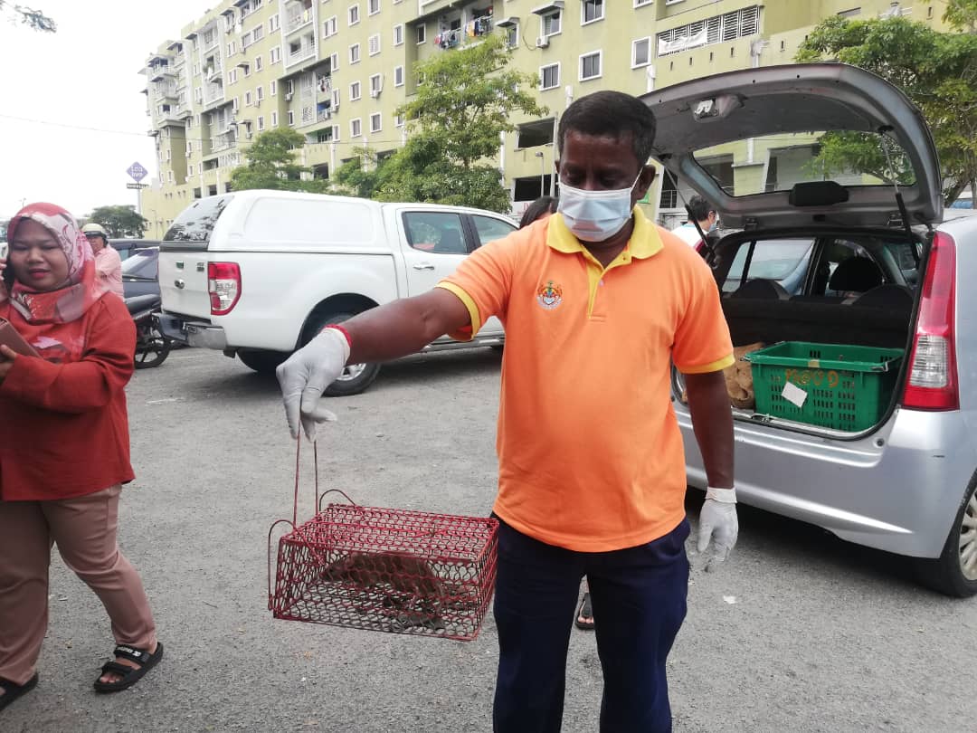 (大北马)捉老鼠换钱首日反应淡