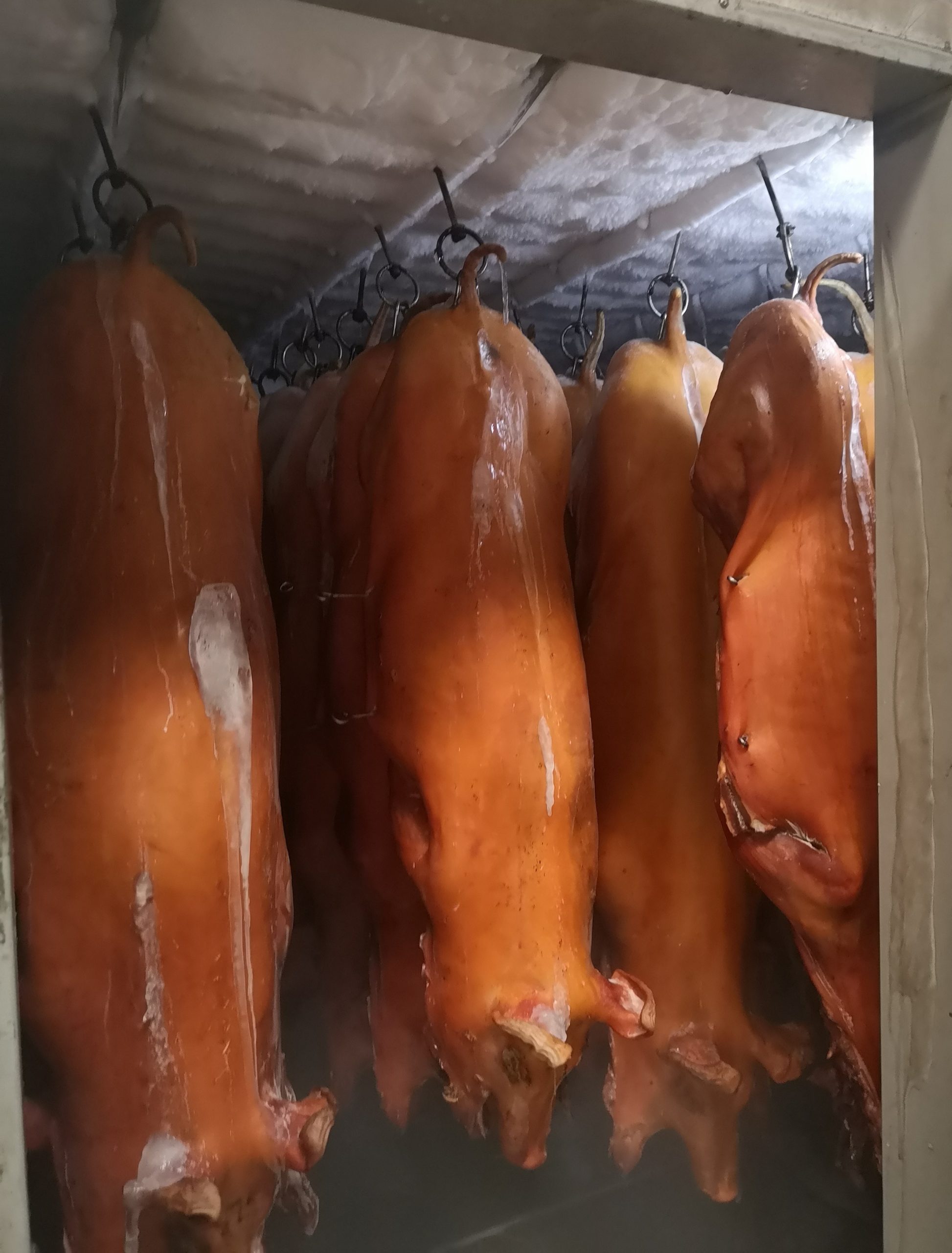 大都会封面/生猪价虽大涨,但天公诞金猪销量不受影响!