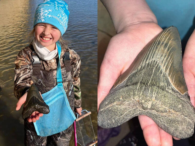 女童海滩捡到12公分“巨牙”！博物馆惊呼“260万年前已灭绝”