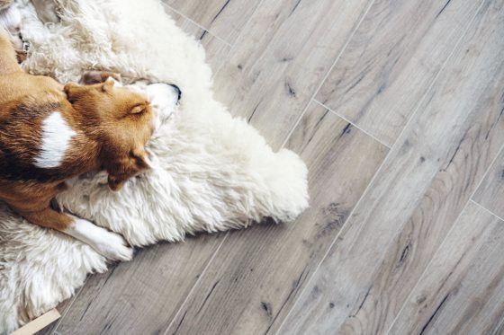 宠物信托服务,做好生前规划,保障毛孩未来生活