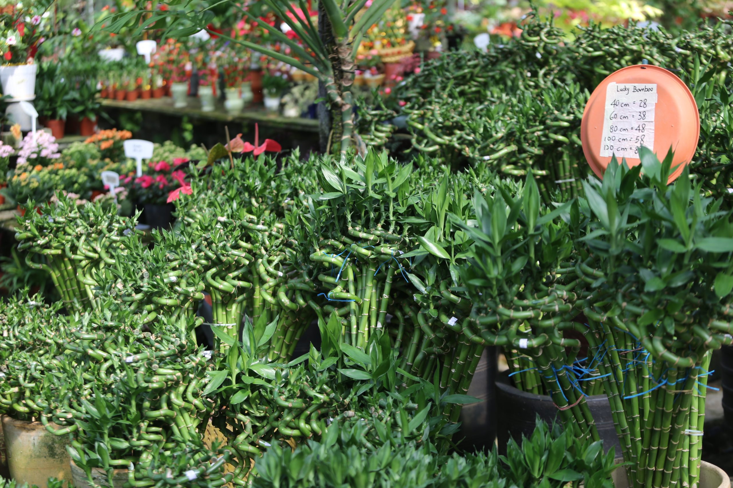 封面-大都会／双溪毛糯花圃年花市场／11图