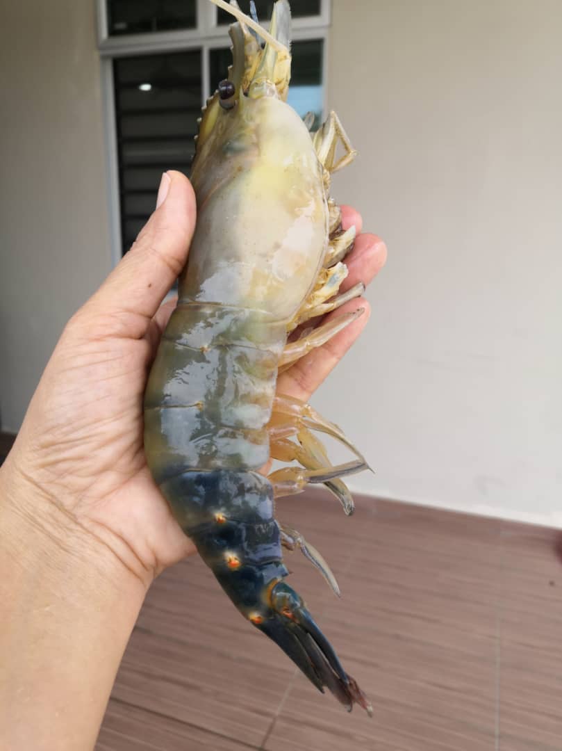 **已签发**柔︰封面:【特稿】︰昔河虾盛产跌价30%,华裔抢购备年菜