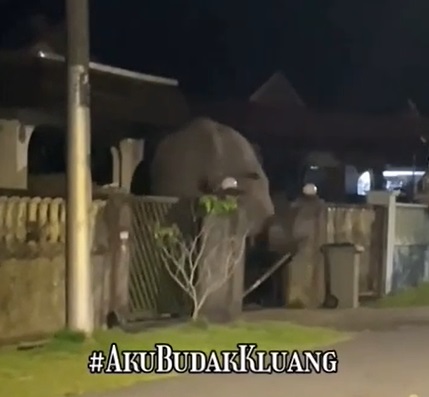 **已签发**柔：如人无人之境！象妈妈带象宝宝学校、住家蹓跶，还破门入屋
