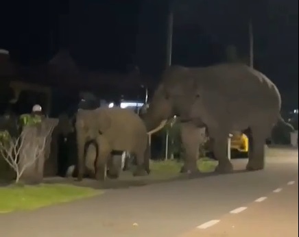 **已签发**柔：如人无人之境！象妈妈带象宝宝学校、住家蹓跶，还破门入屋