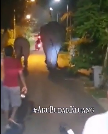 **已签发**柔:如人无人之境!象妈妈带象宝宝学校、住家蹓跶,还破门入屋