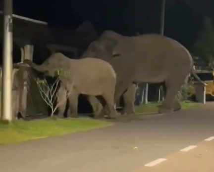 **已签发**柔:如人无人之境!象妈妈带象宝宝学校、住家蹓跶,还破门入屋
