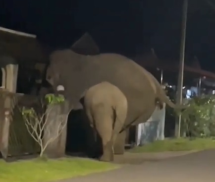 **已签发**柔：如人无人之境！象妈妈带象宝宝学校、住家蹓跶，还破门入屋