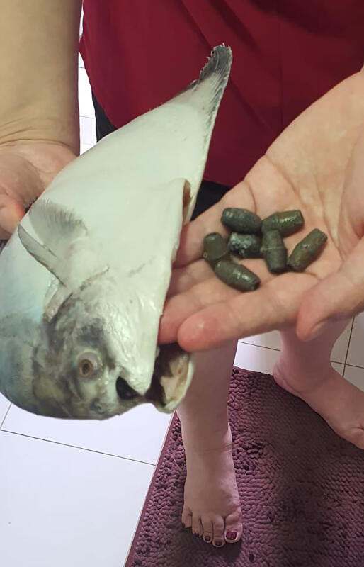 *已签发*柔：狮城二三事：喜买斗鲳庆新年 惊见鱼肚藏7铅块