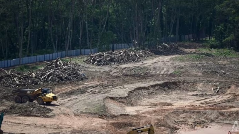 *已签发*柔:狮城二三事:涉非法清除狮城林地 公司副总裁被罚2万6000新元