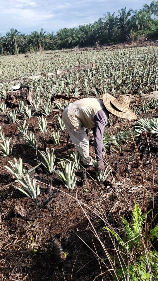 **已签发**柔：第二版头条：【特稿】：人手短缺气候影响产量，今年新年黄梨花缺货