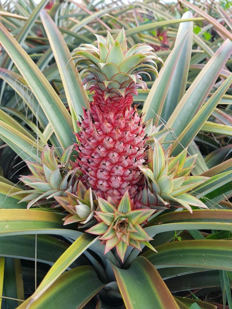 **已签发**柔：第二版头条：【特稿】：人手短缺气候影响产量，今年新年黄梨花缺货