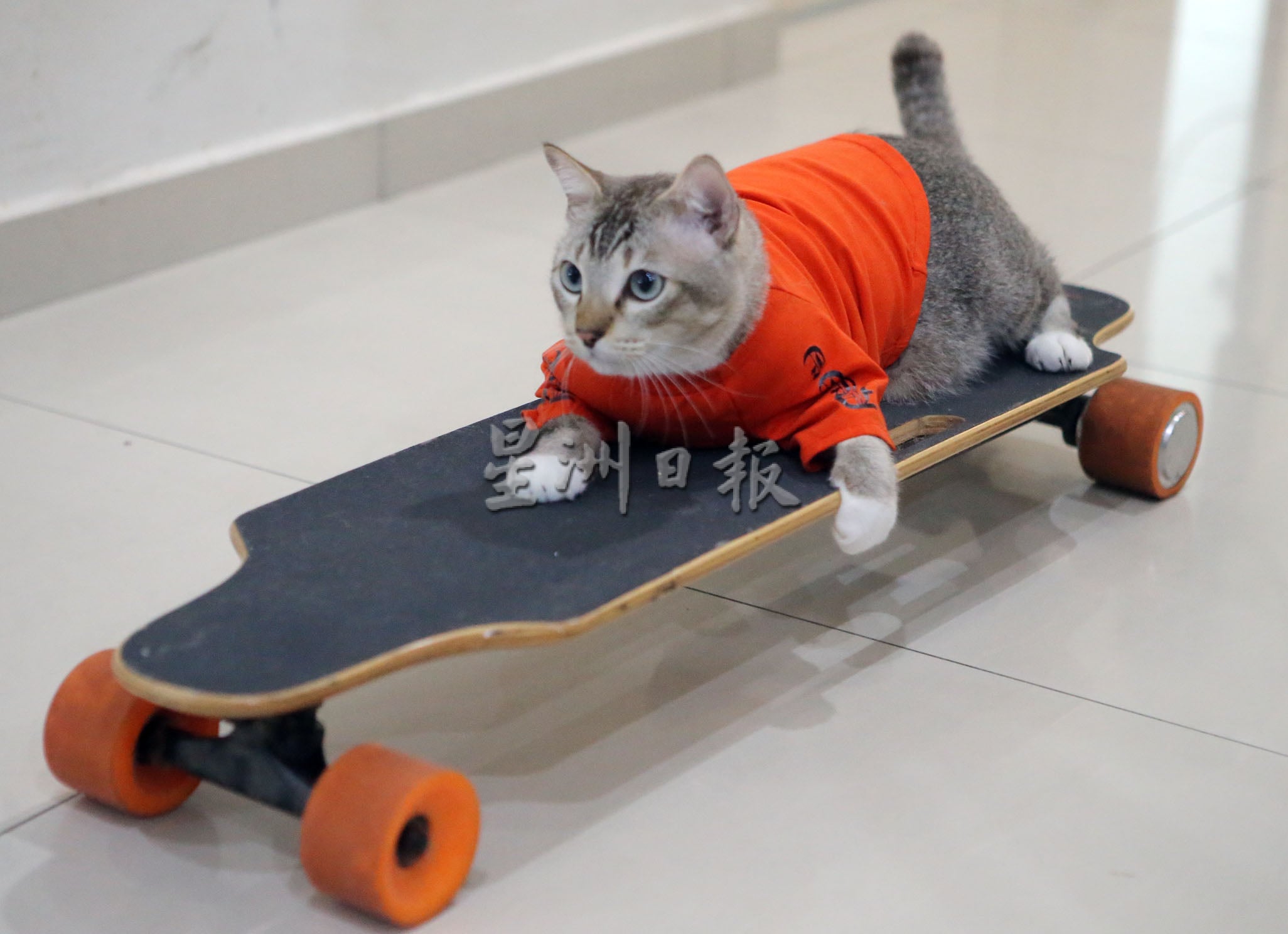 我家萌宠 | Tiger霸气Leo粘人 猫兄弟性格大不同