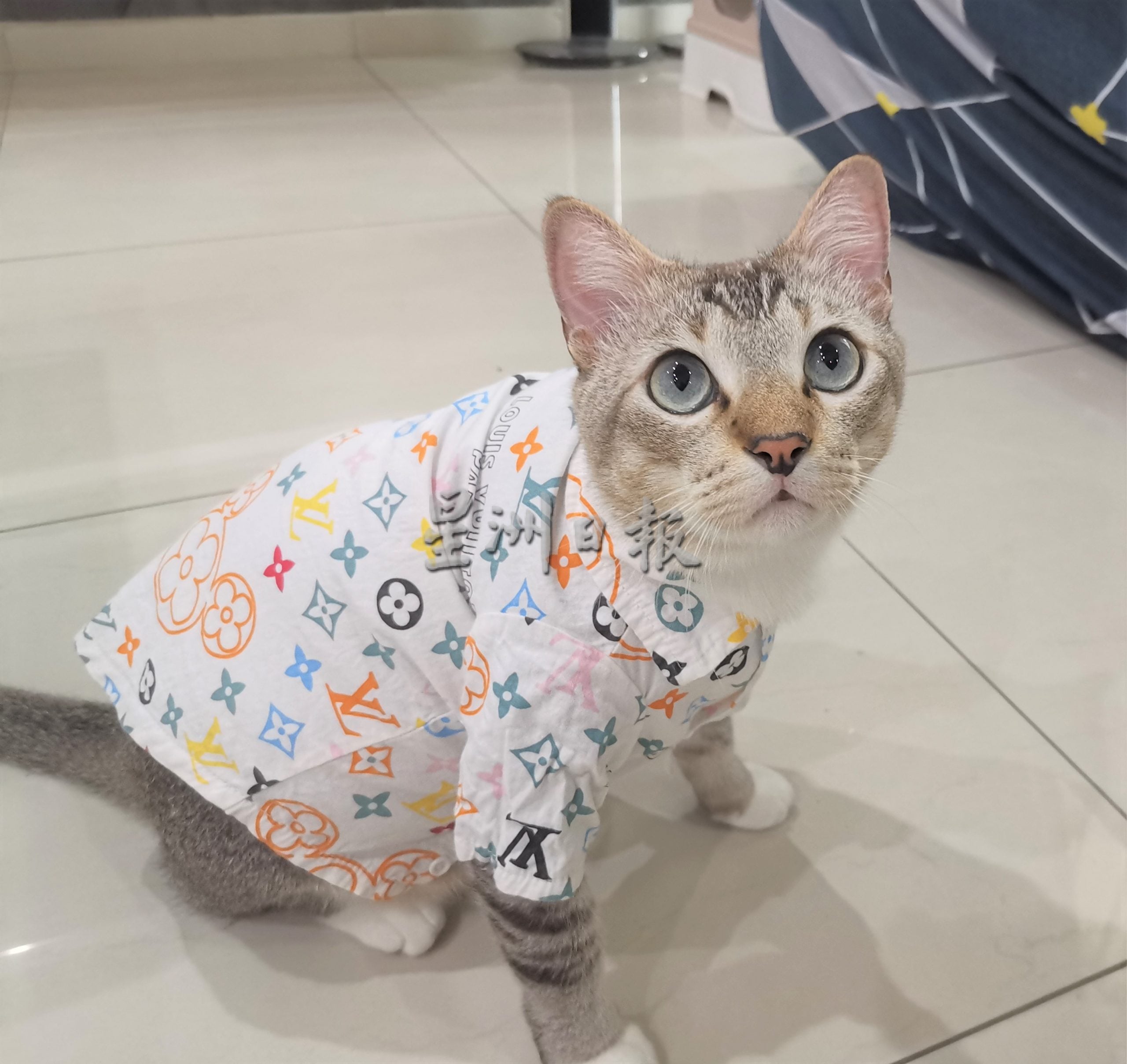 我家萌宠 | Tiger霸气Leo粘人 猫兄弟性格大不同