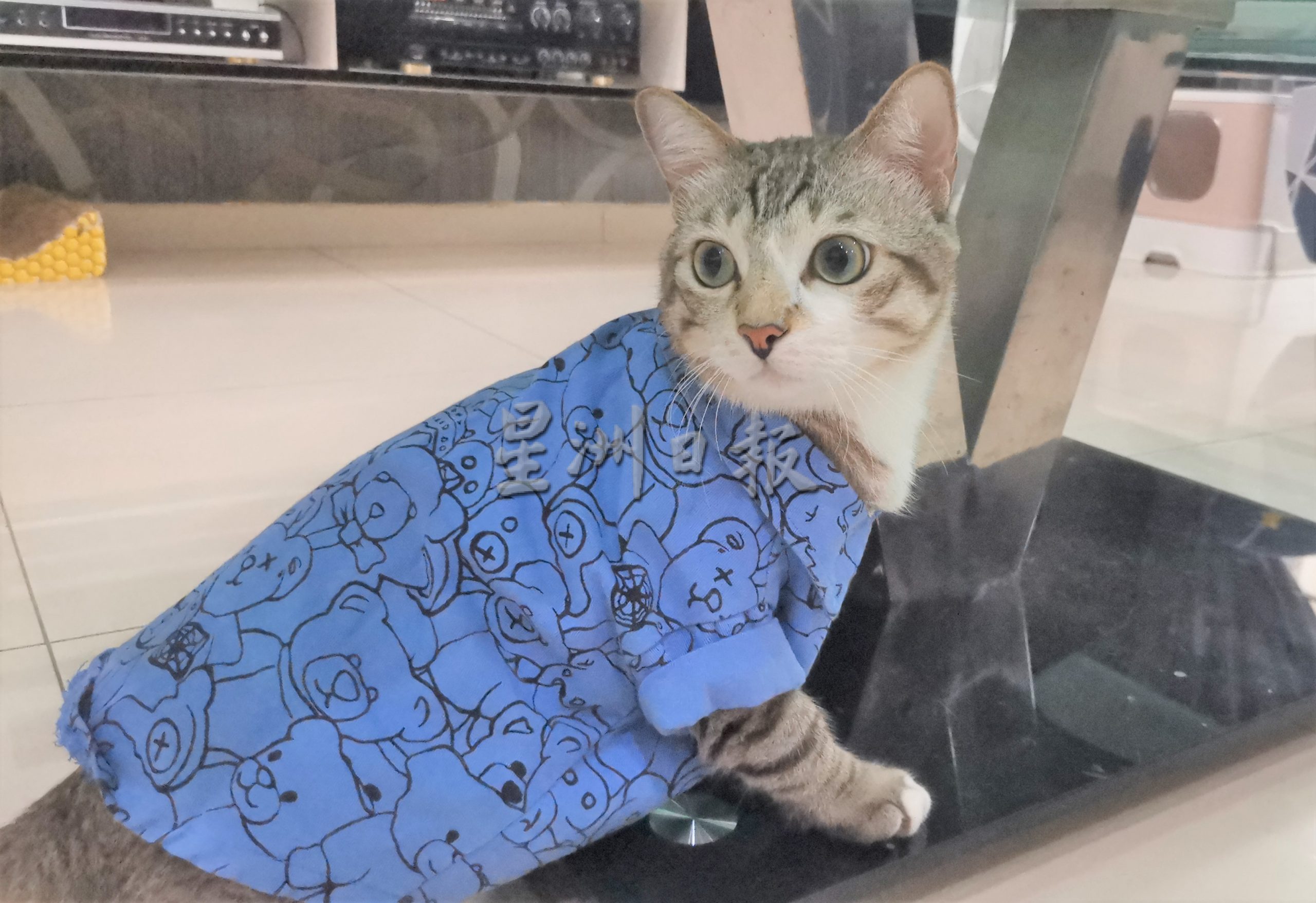 我家萌宠 | Tiger霸气Leo粘人 猫兄弟性格大不同