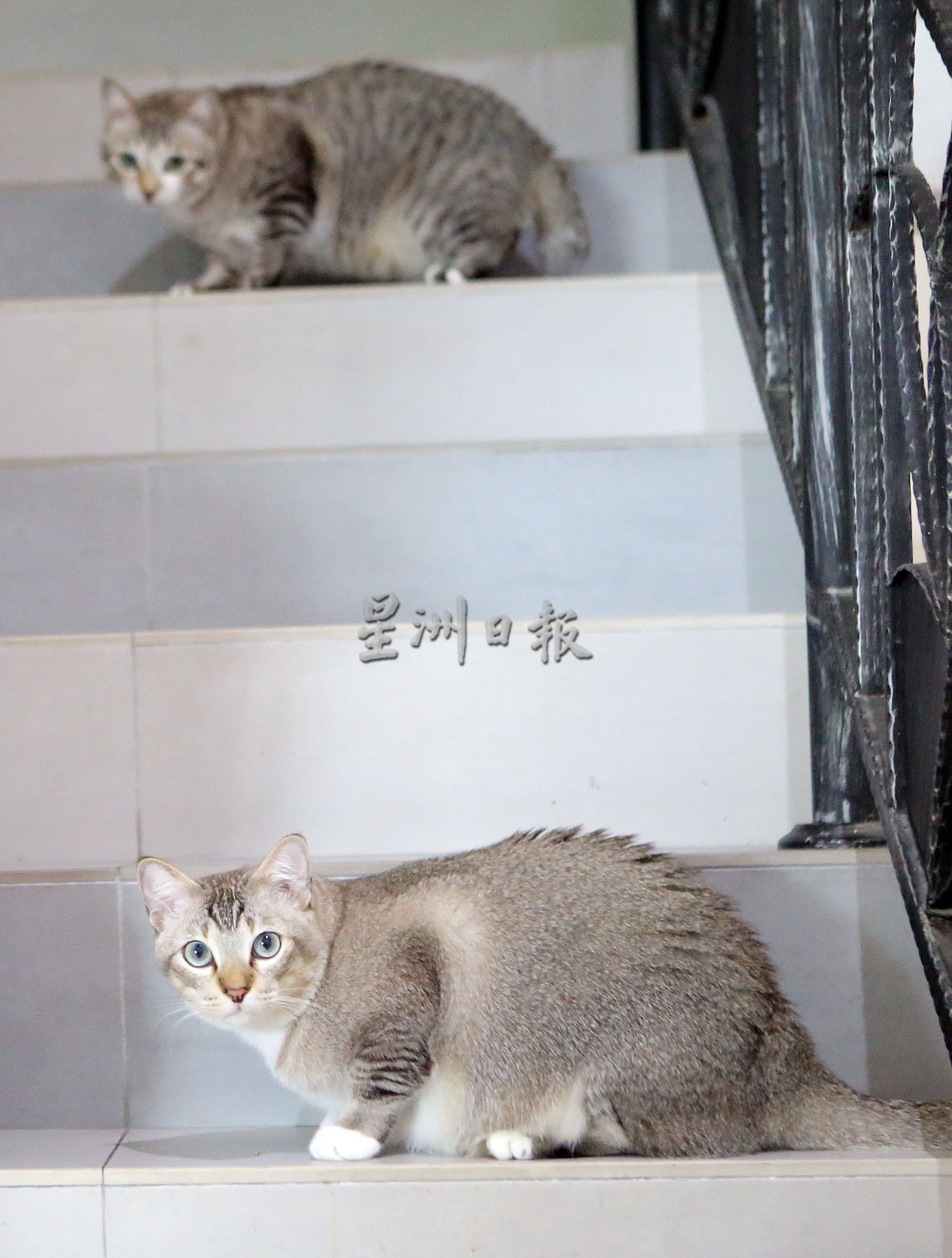 我家萌宠 | Tiger霸气Leo粘人 猫兄弟性格大不同