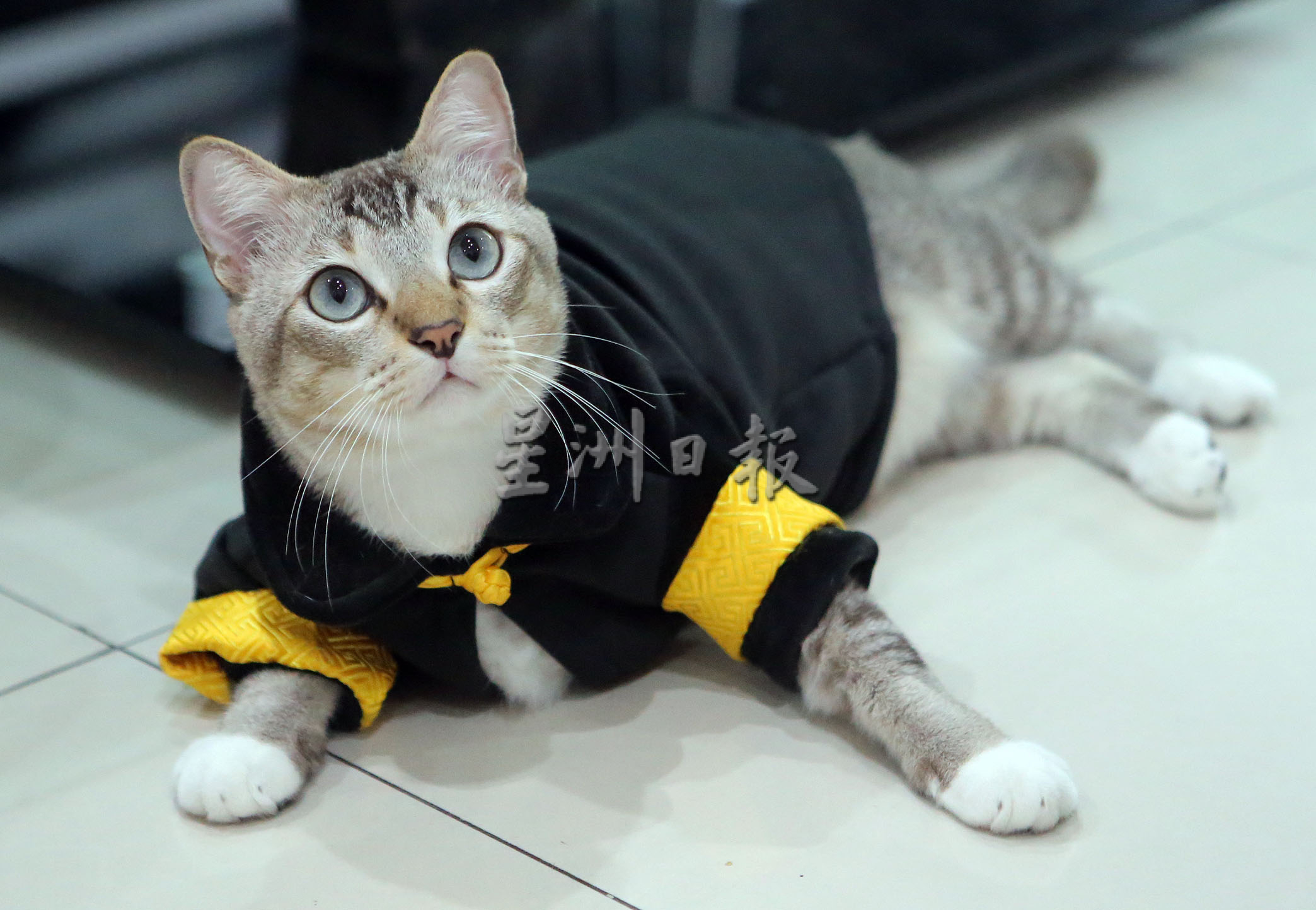 我家萌宠 | Tiger霸气Leo粘人 猫兄弟性格大不同