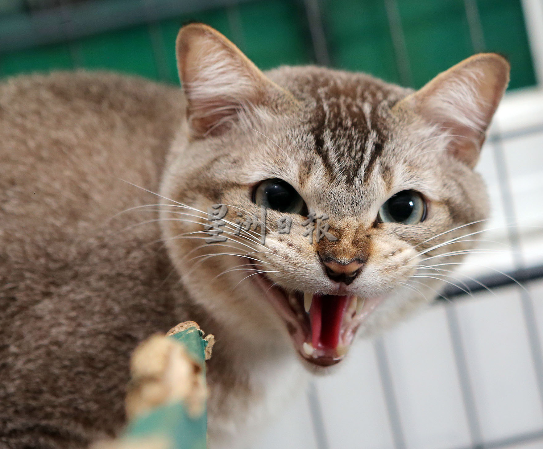 我家萌宠 | Tiger霸气Leo粘人 猫兄弟性格大不同