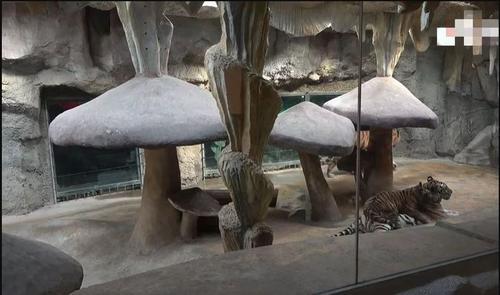 拚图)  江苏“虎景房”重开  网红：入住成冤大头