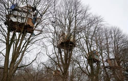 拼盘 未签 德国环保份子搭树抗议