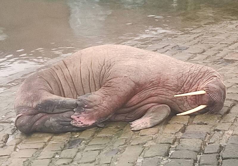 拼盘/北极海象突造访 英国小镇取消跨年烟火