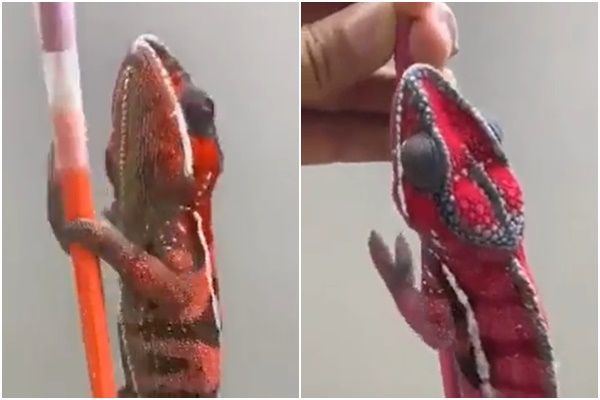 拼盘／变色龙“30秒狂切换4色”　萌爬吸管柱影片曝光