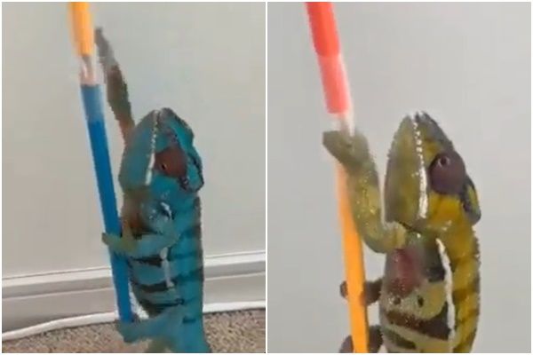 拼盘／变色龙“30秒狂切换4色”　萌爬吸管柱影片曝光