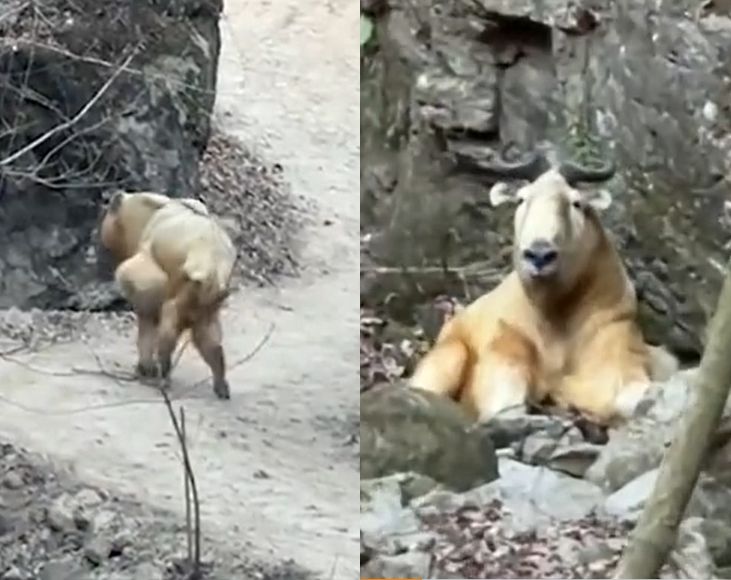 拼盘/山区连遇“大脓包怪牛”!他喂食惊见灵性反应 一级国宝身分曝