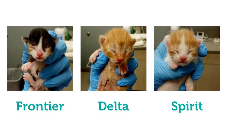 拼盘／鼓励收养幼猫 美国航空公司给免费机票 