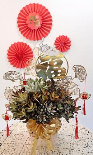 新年系列-兔年多肉