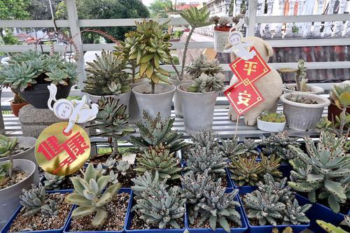 新年系列-兔年多肉