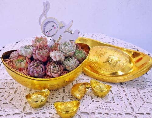 新年系列-兔年多肉