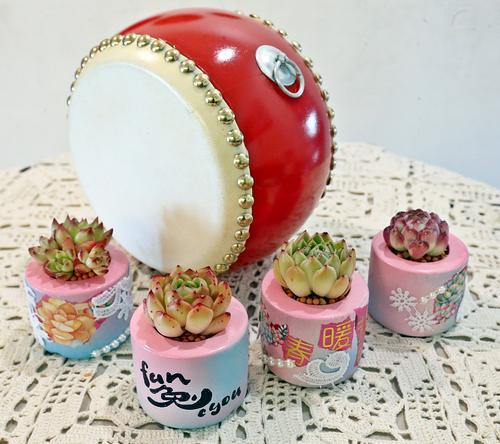 新年系列-兔年多肉