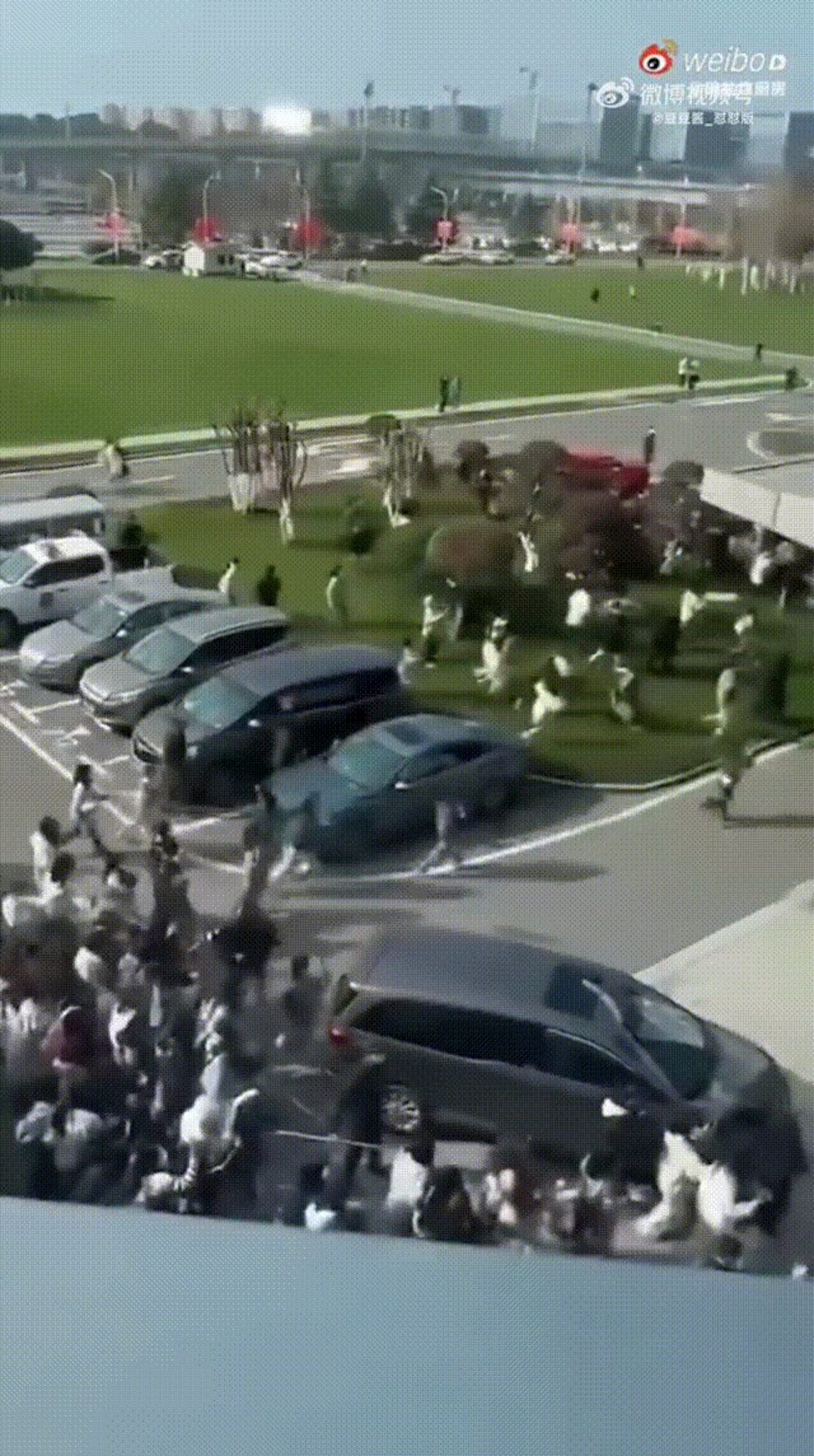 时代少年团粉丝接机破护栏踩草坪 网轰如“丧尸出笼”