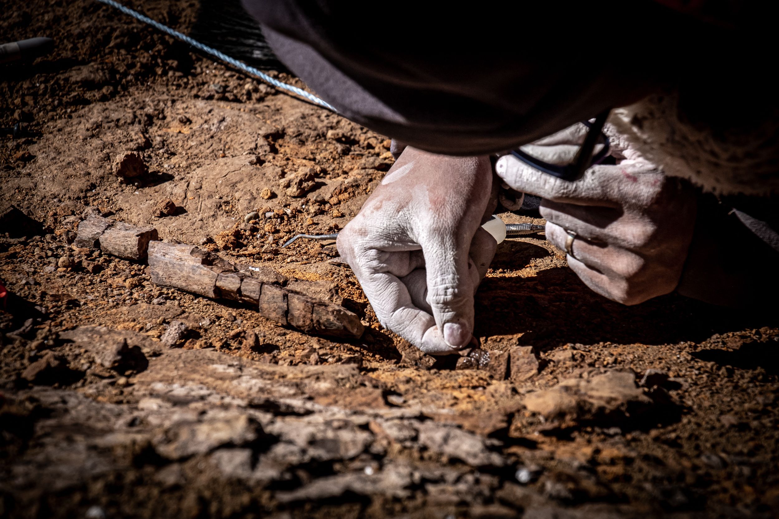 智利出土10公尺长大盗龙化石 曾位居食物链顶端