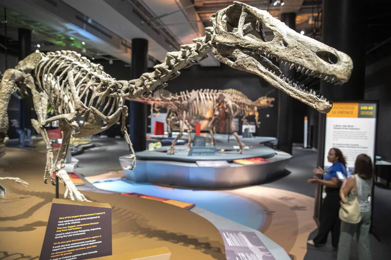 暴龙大脑神经元有30亿个 比狒狒还聪明