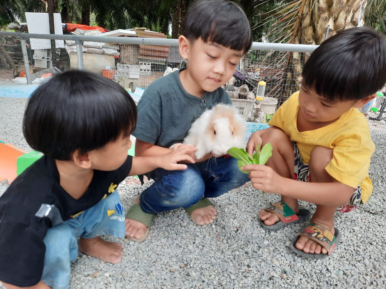 柔：宠物萌萌哒（14日刊）：宠兔之家，特建兔子园饲养兔子