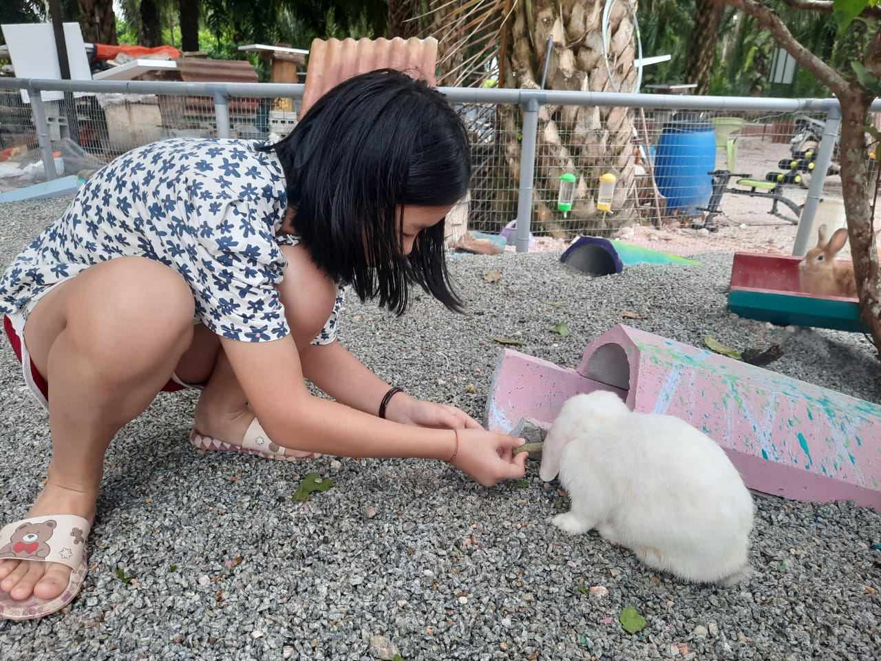 柔：宠物萌萌哒（14日刊）：宠兔之家，特建兔子园饲养兔子