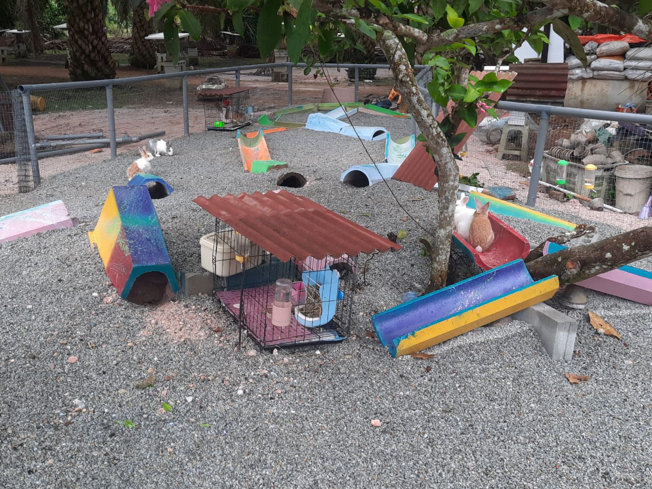 柔：宠物萌萌哒（14日刊）：宠兔之家，特建兔子园饲养兔子