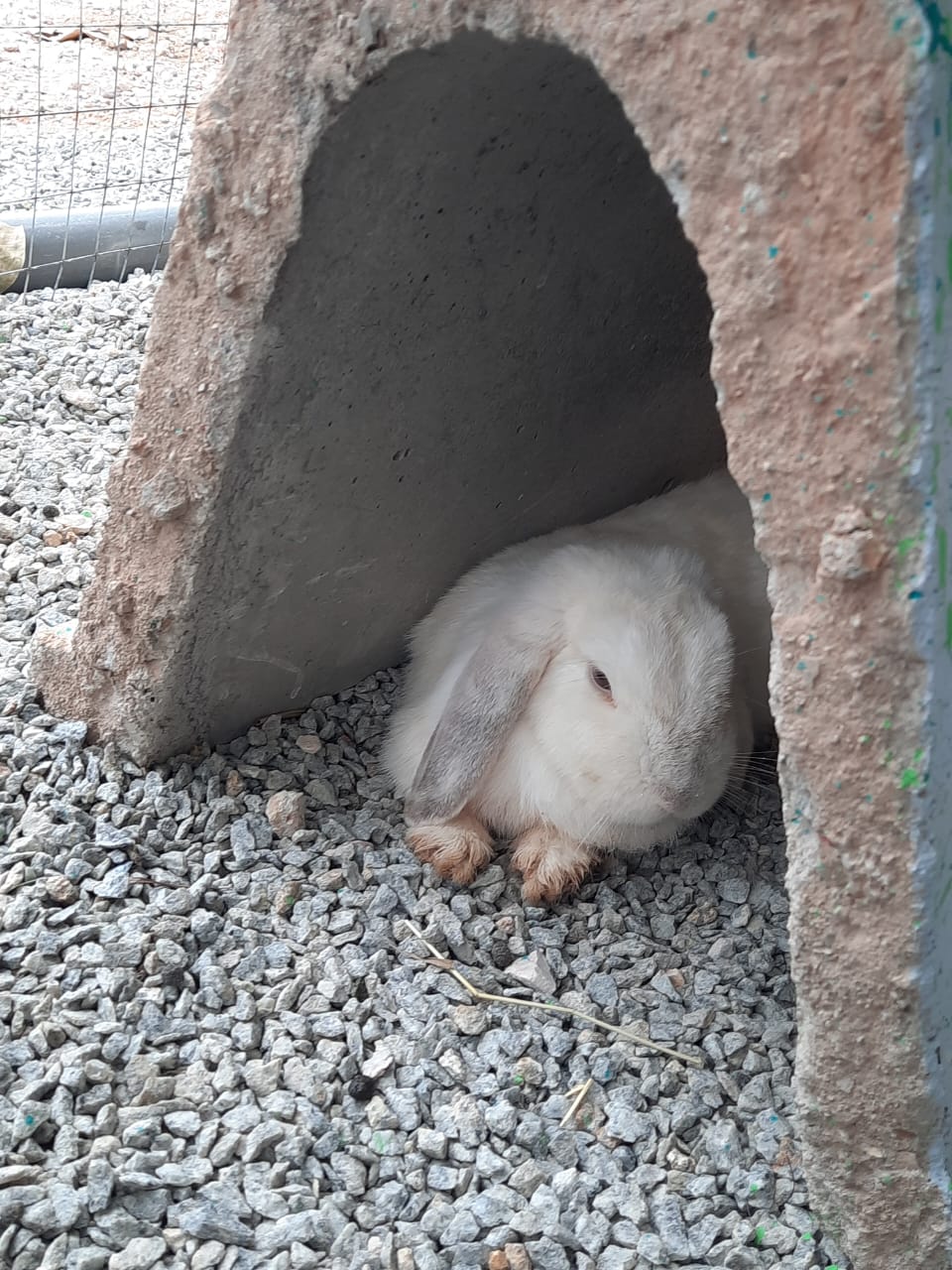 柔：宠物萌萌哒（14日刊）：宠兔之家，特建兔子园饲养兔子