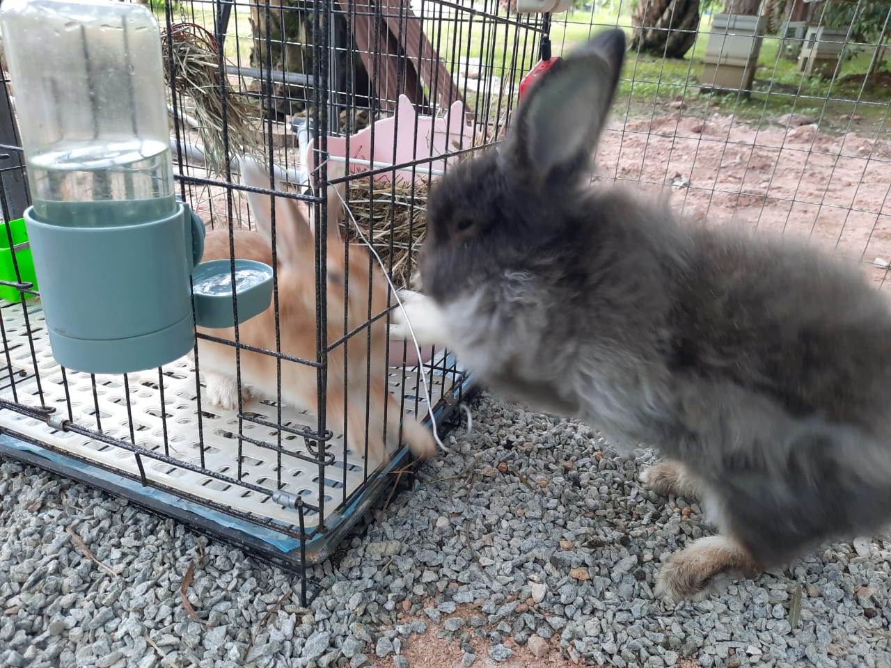 柔：宠物萌萌哒（14日刊）：宠兔之家，特建兔子园饲养兔子