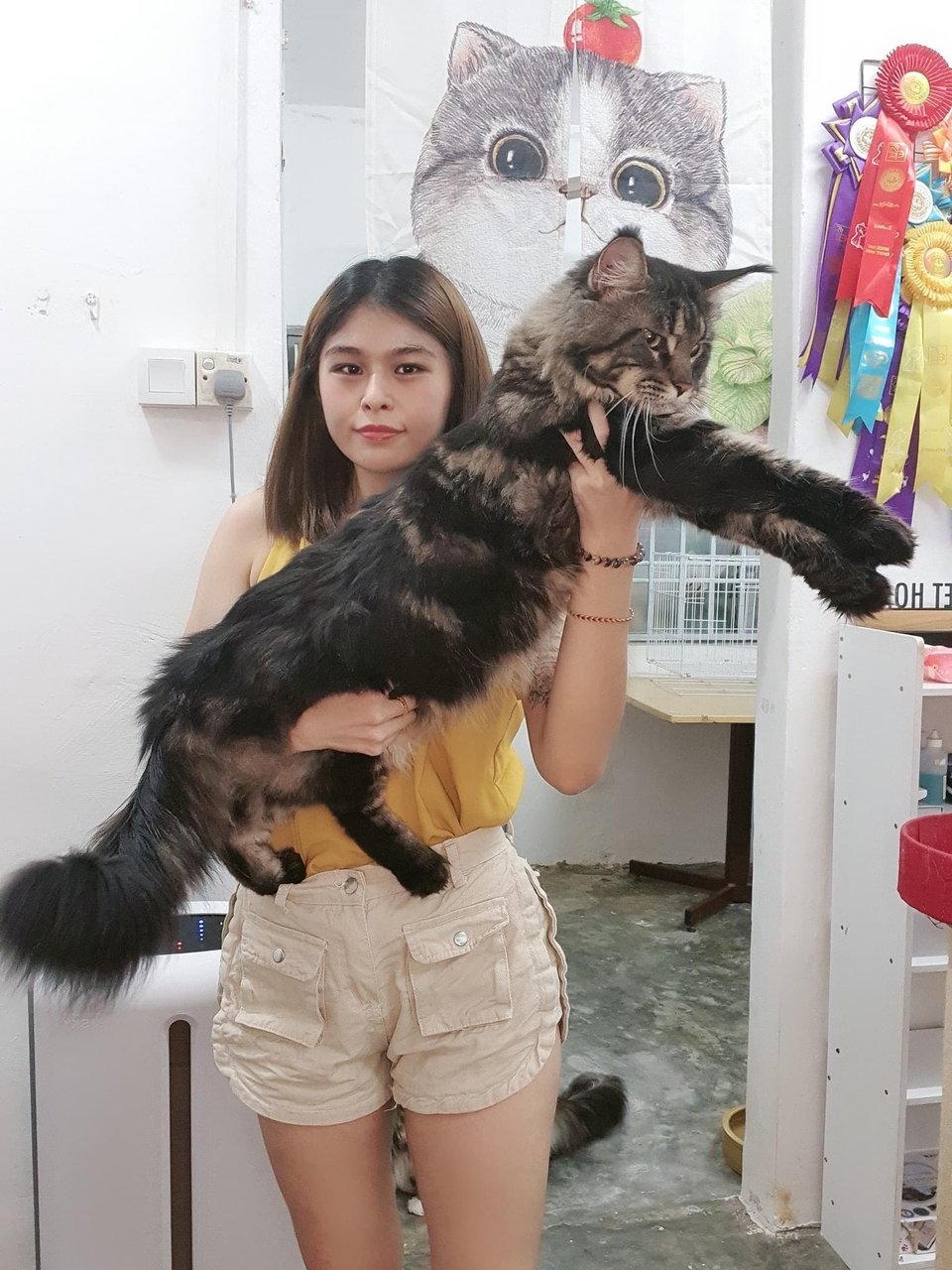 柔:宠物萌萌哒(1月7日刊):温柔巨喵星,缅因猫成本地爱猫人士团宠