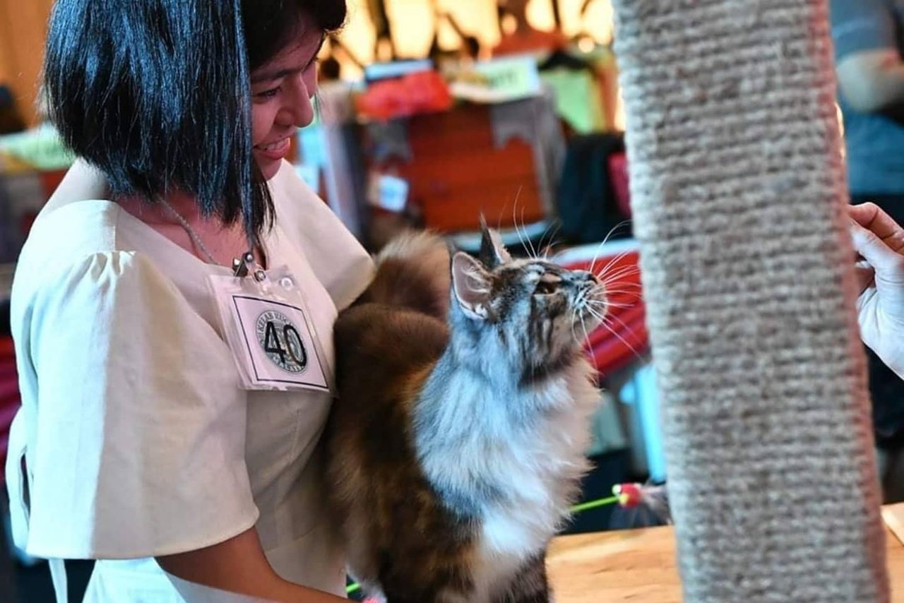 柔:宠物萌萌哒(1月7日刊):温柔巨喵星,缅因猫成本地爱猫人士团宠