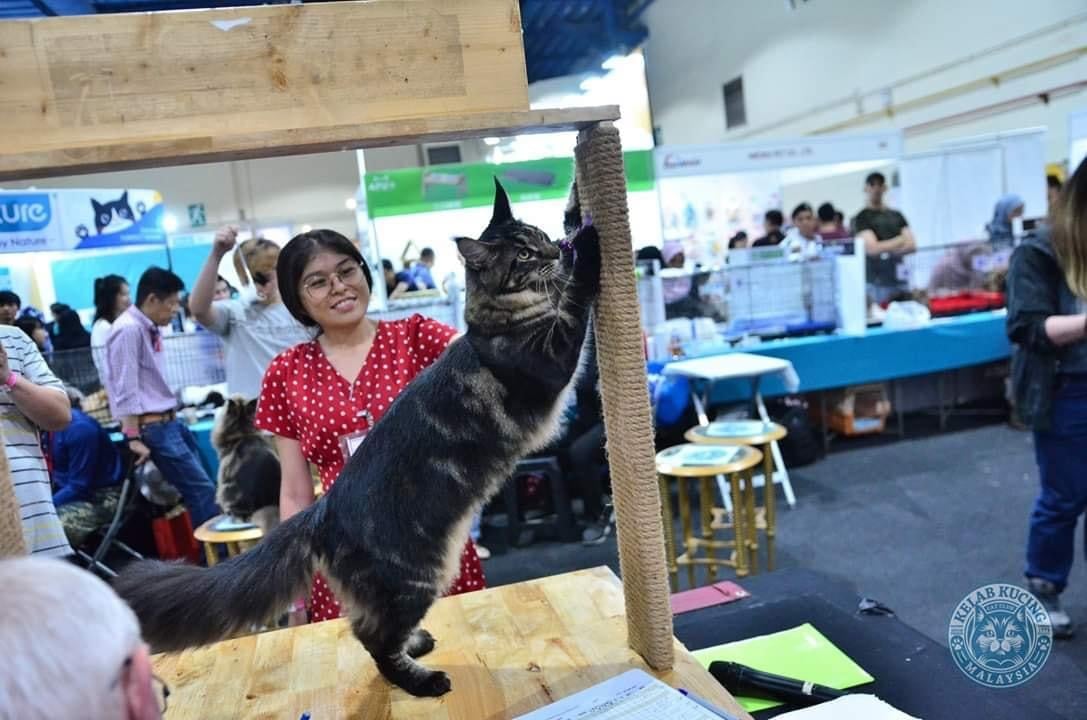 柔:宠物萌萌哒(1月7日刊):温柔巨喵星,缅因猫成本地爱猫人士团宠