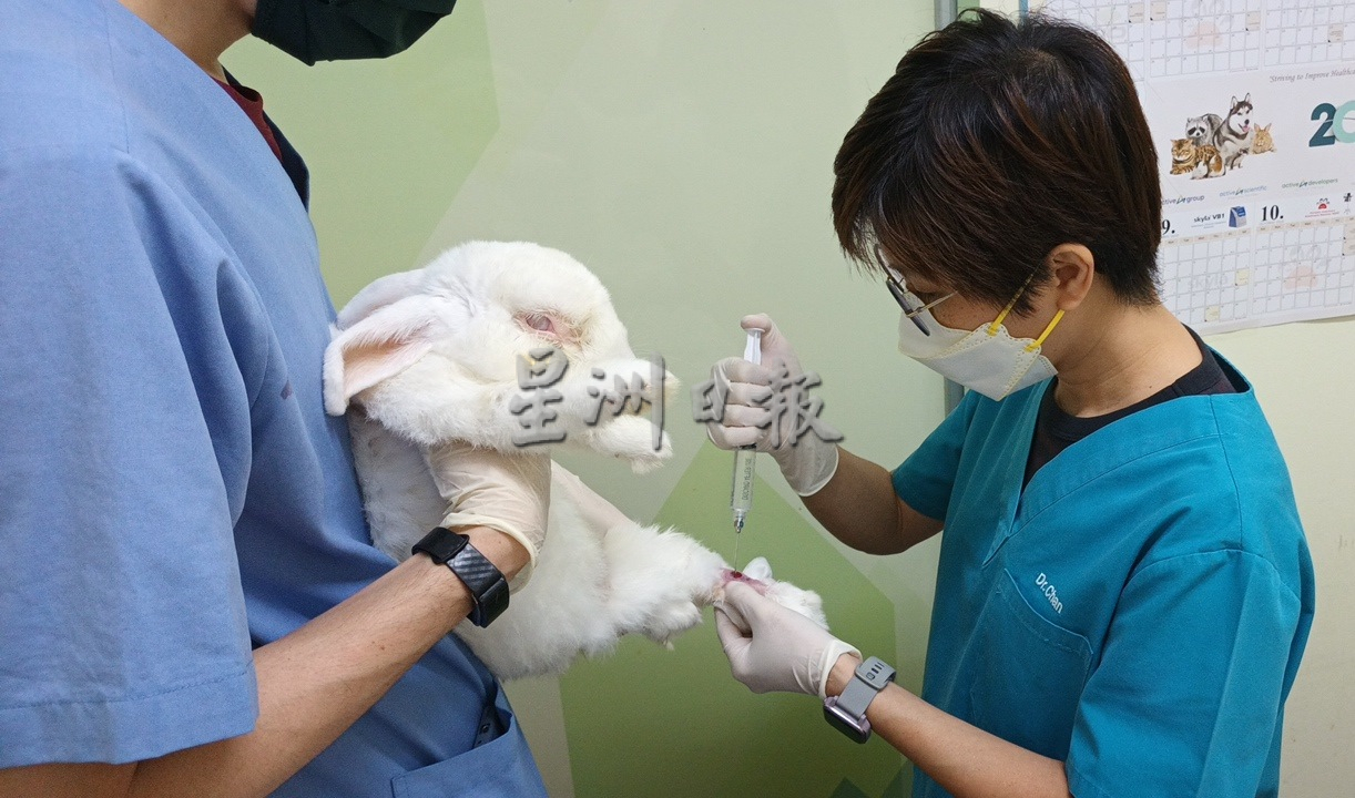 兽医传授照护心得,养出健康兔子