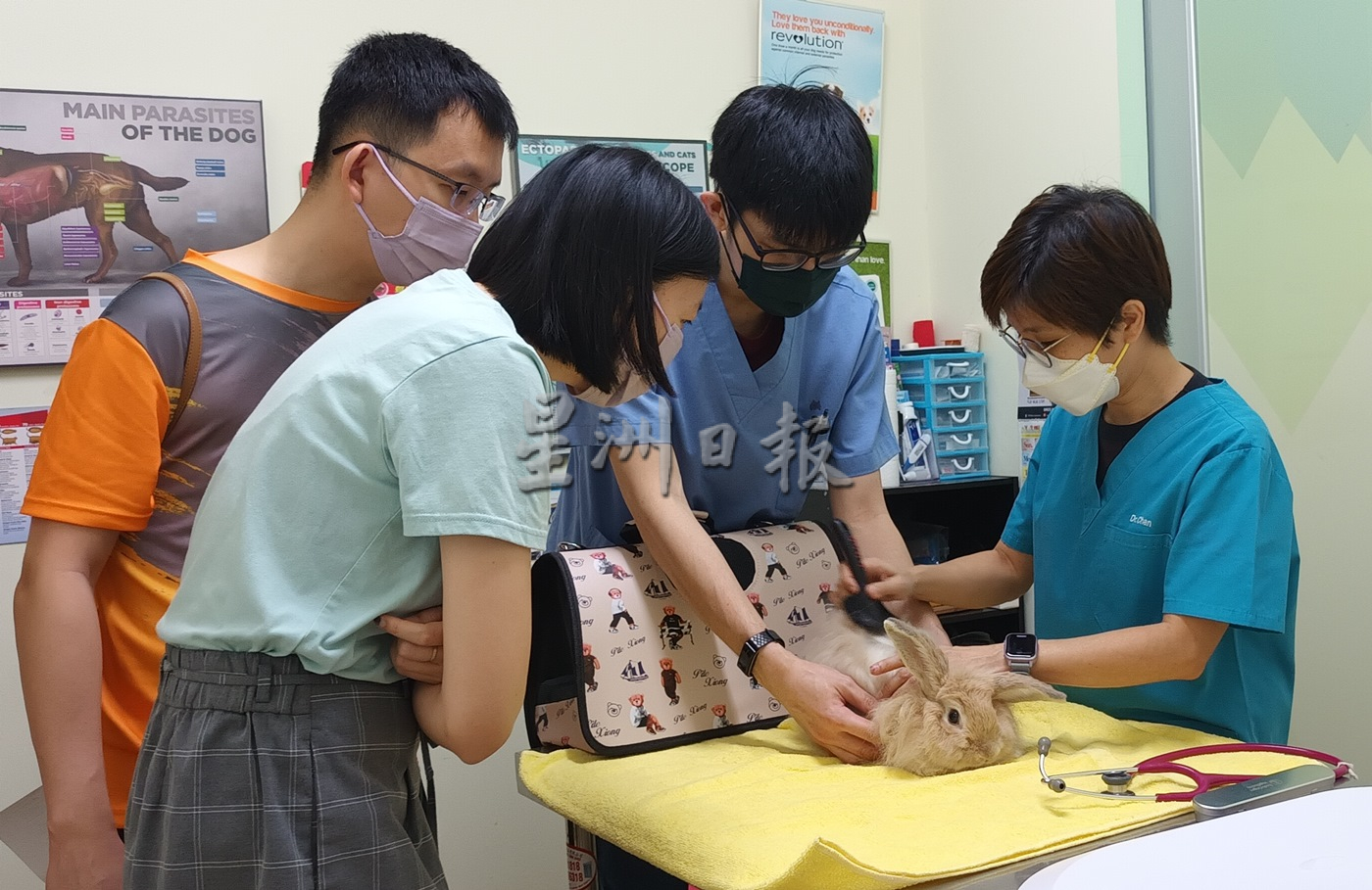 兽医传授照护心得,养出健康兔子