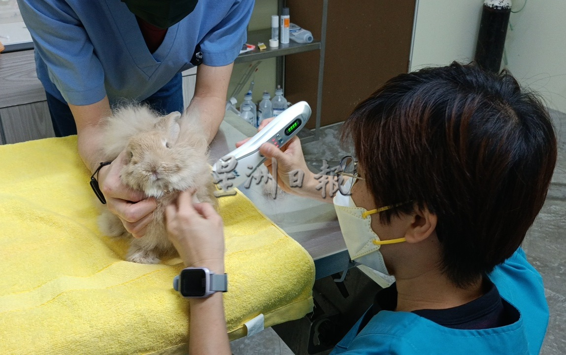 兽医传授照护心得,养出健康兔子
